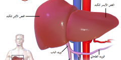 هل يكشف اختبار وظائف الكبد عن الفيروسات؟