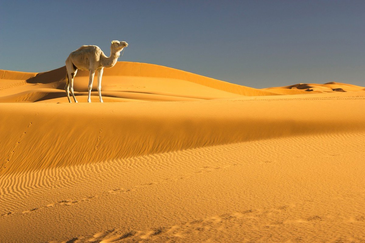 ما تفسير رؤية الجمل الأبيض في المنام ، الجمل الأبيض من ابن سيرين؟