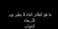 ما هو الطائر الذي لا يطير يوم الجمعة؟  – الرياض نيوز